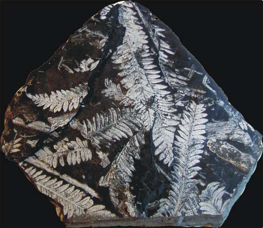 Foug&egrave;res &agrave; graines (Carbonif&egrave;re)