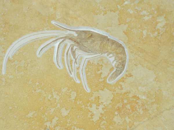 Aeger tipularis (Jurassique)