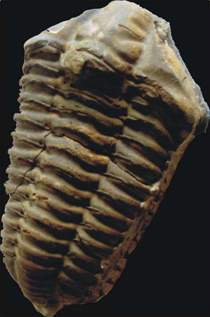 Calymen niagarensis (Silurien)