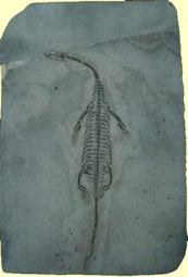 Keichousaurus hui (Trias)