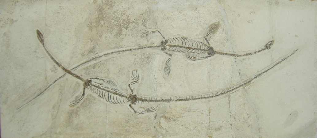 Hyphalosaurus lingyuanensis (Cr&eacute;tac&eacute;)