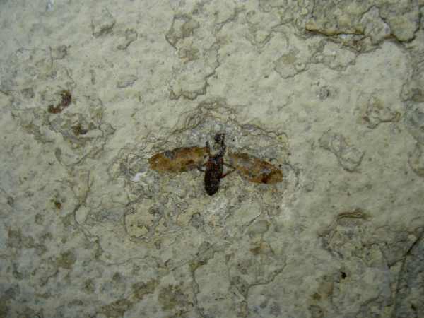 Plecia paelei (Pal&eacute;og&egrave;ne)
