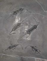 Keichousaurus hui (Trias)