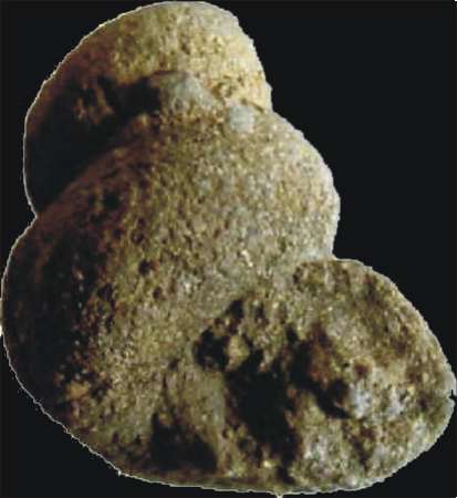 Moulage naturel de Gastéropode (Lac Saint-Jean)