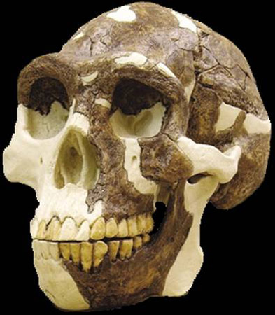 Homo erectus (1,6 millions d'ann&eacute;es)