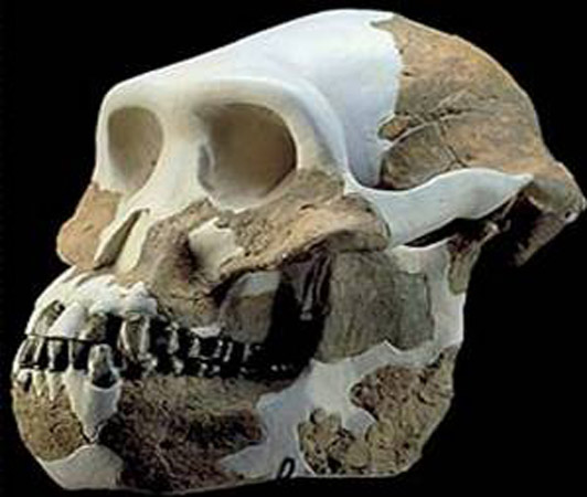 Australopithecus anamensis (4 millions d'ann&eacute;es)