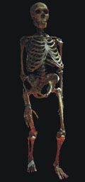 Homme de N&eacute;andertal (28 000 &agrave; 250 000 ans)