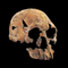 Homo rudolfensis (1,8 &agrave; 1,9 millions d'ann&eacute;es)